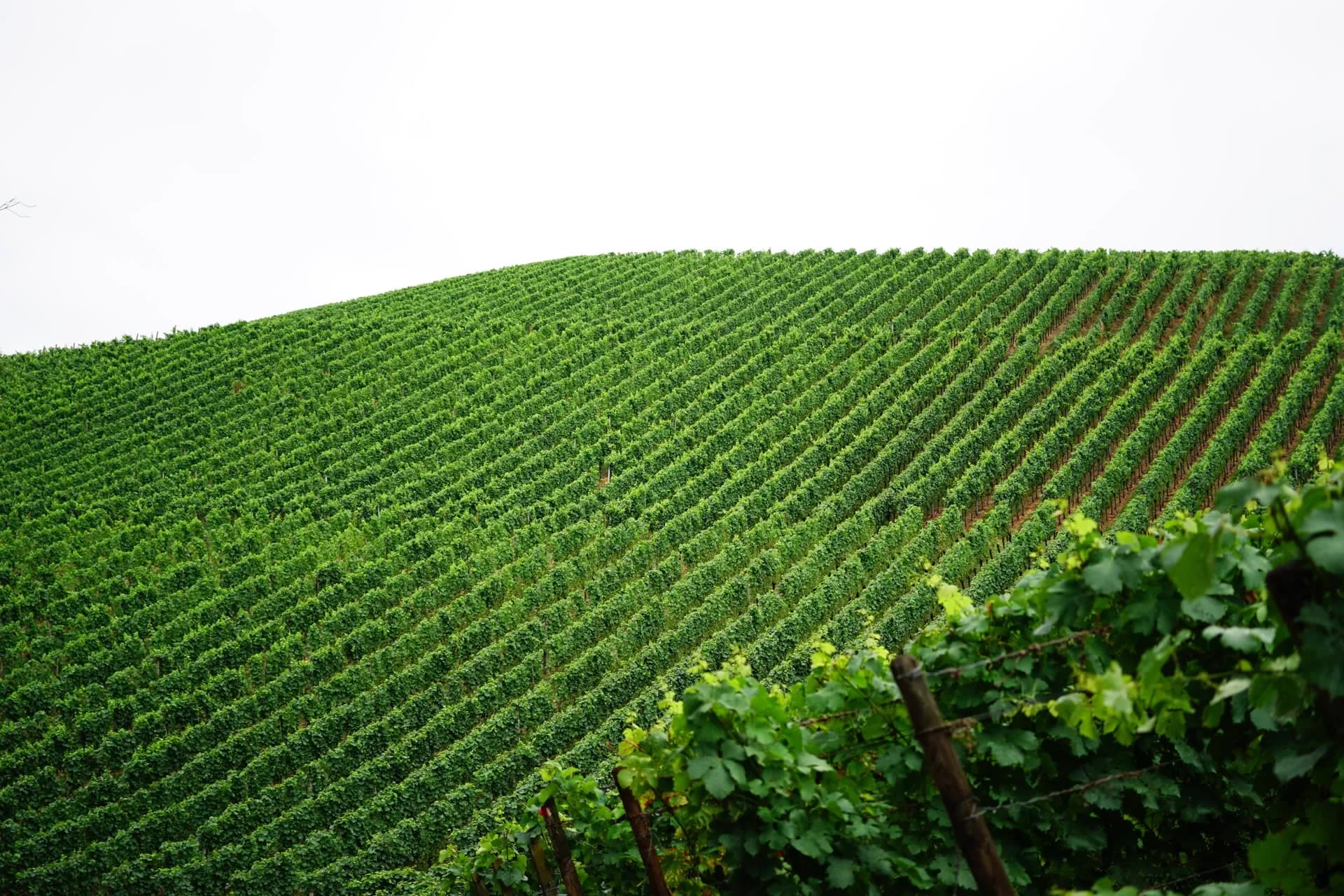 Viñedo colombiano