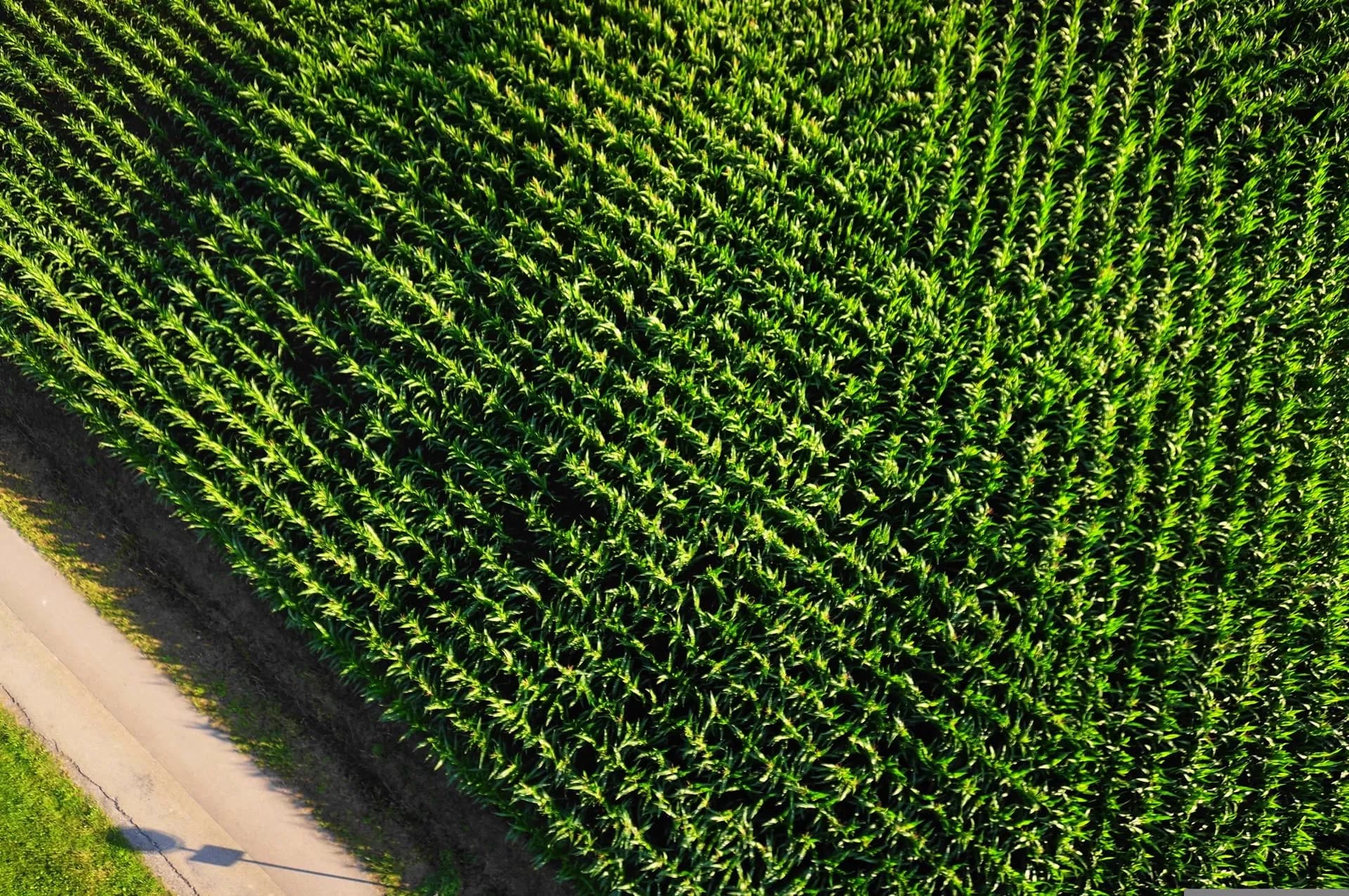 Vista aérea de cultivo de maíz