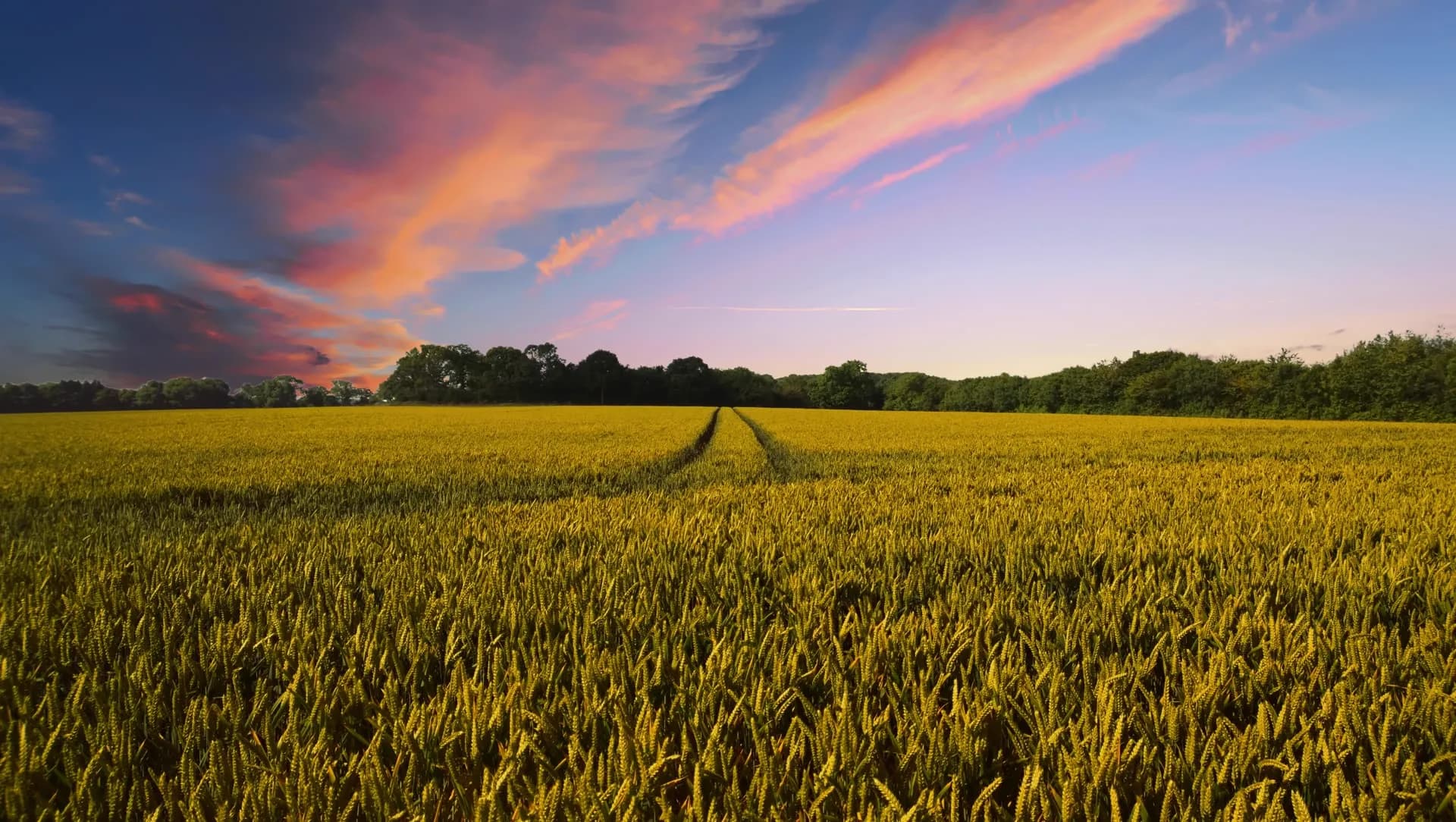 Campo de trigo al atardecer